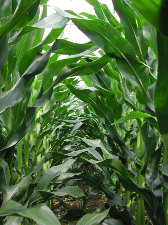 Yield is maximized by maximizing light interception and conversion to sugars.