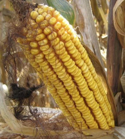 Corn with adequate water Yield, bu/a 350 300 250 200 150 100 50 0 2009, Spindletop Farm, Lexington, KY 315 10 30 50 1,000 seeds/acre 2009,