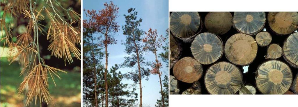 Timber Pinewood nematode Bark beetles,