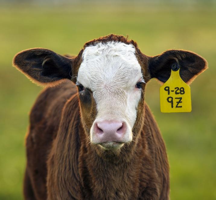 LET S TAKE A LOOK AT AN EXAMPLE OF THE BEEF CATTLE BUSINESS Beef cow: Mature female that has given birth to a calf Calf: A young animal still nursing the cow Heifer: Female that hasn t given birth