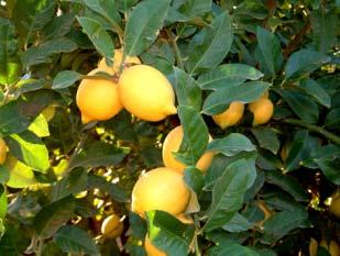 18. Gross Margins Introduction -------------------------------------------- 2 Lemons standard density planting Central Coast, NSW ----------------------------------- 3