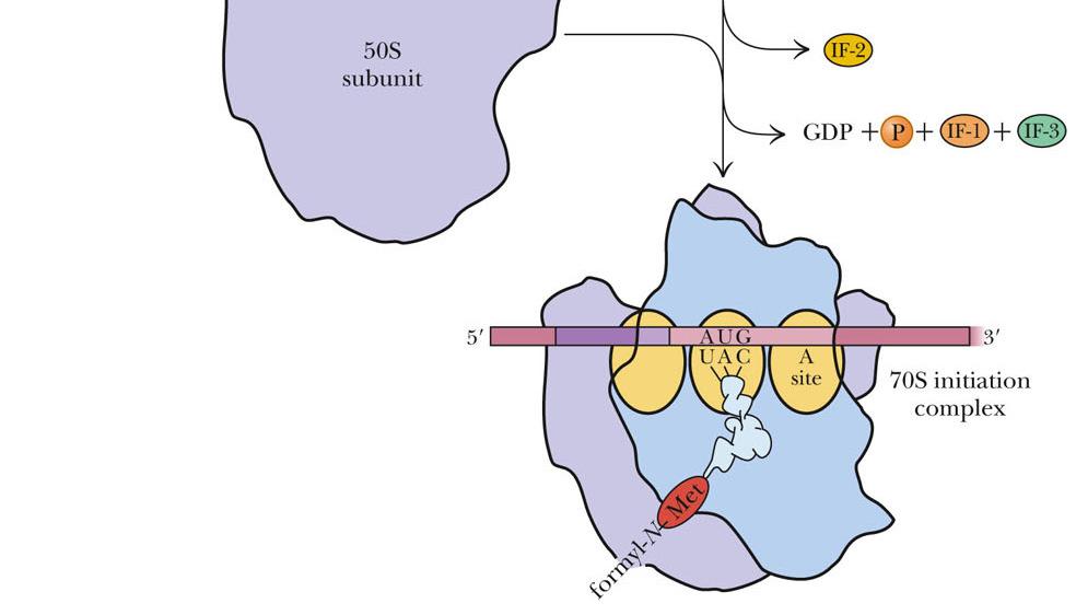initiation codon (AUG) of mrna 30S ribosomal subunit 50S ribosomal subunit initiation