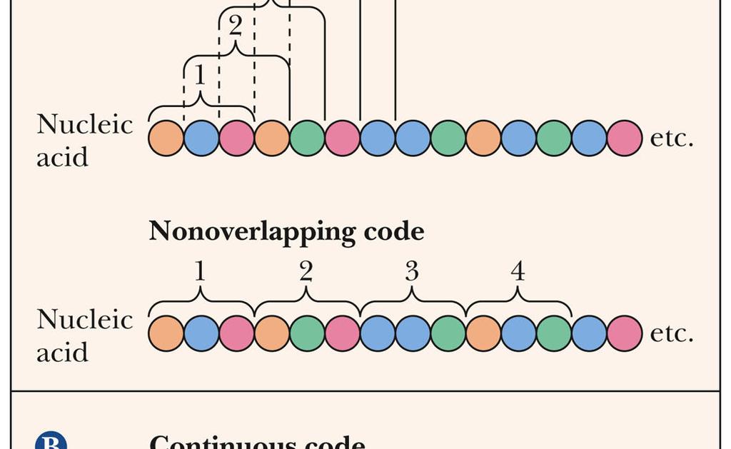 bases between codons degenerate: more than one triplet can code for the same amino acid; Leu, Ser, and Arg, for