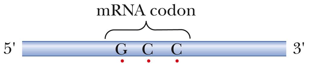 but many trnas can recognize