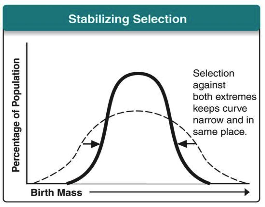 Stabilizing Selection Stabilizing selection