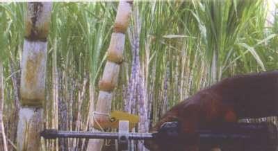 content in sugarcane genotypes, then the genotypes possessing other desirable features with appreciable level of fibre content suitable for co-generation purpose also can be evolved.