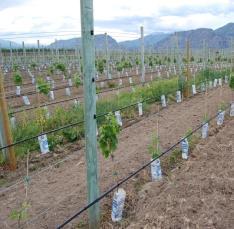 Drip systems To replenish Soil Moisture Soil is our