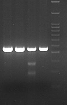 1 2 3 4 M Gene PCR Product T7 Endonuclease I NR0B1 429 147 282 Figure 2. T7 Endonuclease I assay. Lane 1: PCR product from negative control cells, digested with T7 Endonuclease I.