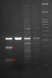 Sample cells (+) transfected with indicated Cas9-sgRNA have a larger band and smaller bands corresponding to the DNA fragments resulting from the cleavage of the genomic amplicon by T7 Endonuclease I.