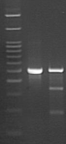 b) Mix and centrifuge for a few seconds. c) Heat at 95 5 minutes. d) Reanneal by allowing the denatured PCR products cool down to RT.
