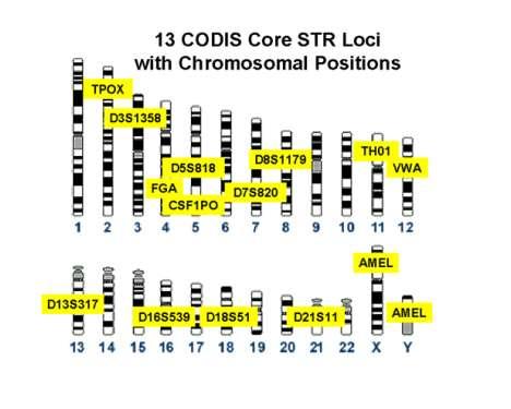 COmbined DNA Index System (CODIS) A federally