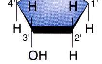 nucleotides: a molecule composed of: a pentose sugar a