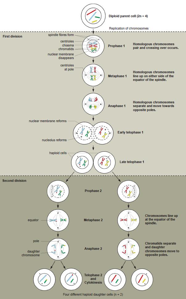 The behaviour of chromosomes during meiosis: (Figures