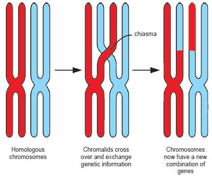 Crossing over during meiosis: (Figures adapted from Life Sciences for All, Grade 12, Figure 5.