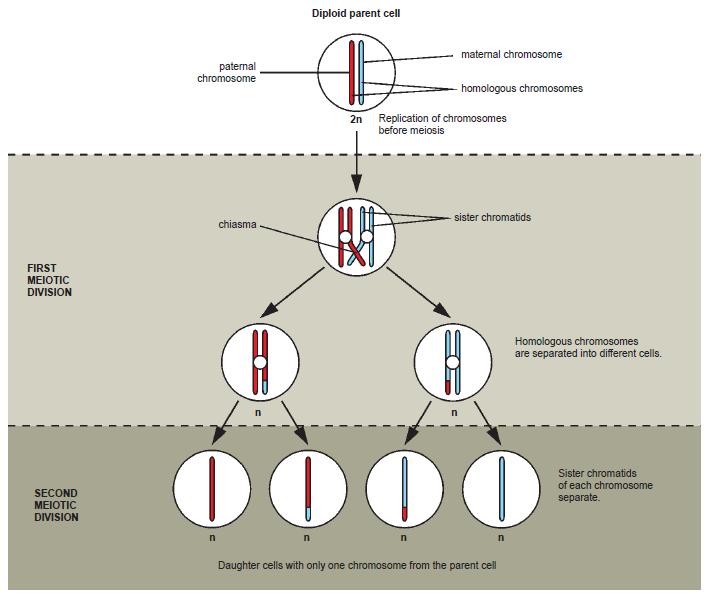 The Formation of haploid cells by meiosis: (Figures adapted