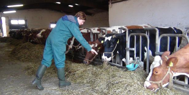 Mastitis is responsible for a major part of the antibiotics still used, also in European organic dairy production and stress is an important risk factor.