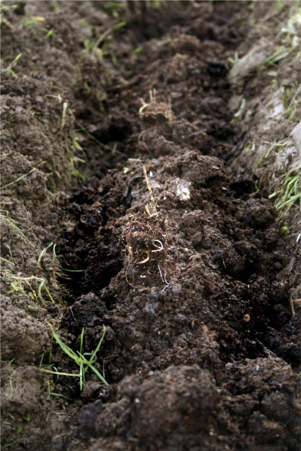 2.3 A source of organic manure Another product of anaerobic digestion is organic manure or digestate.