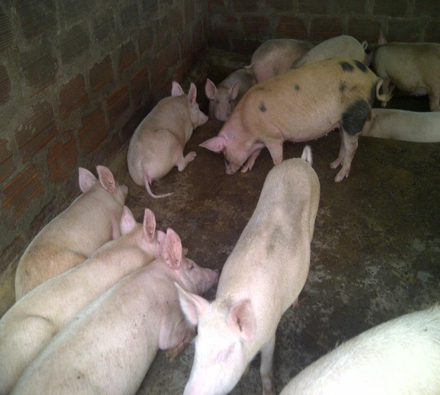 0. Case study: Oke Aro Pig Farm (Future) The OKE ARO pig farm is located in Alimosho Local Government, Agege, Lagos State.