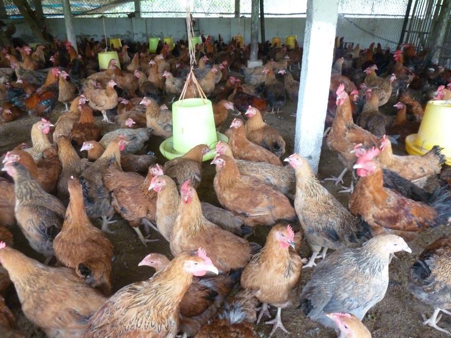 Animal Farming in Vietnam The livestock sector is worth