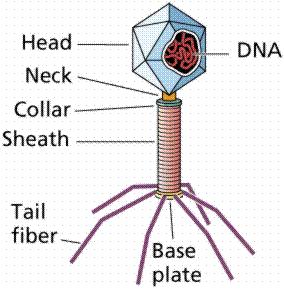 4. Explain the structure of T-even bacteriophages? Ans: Shape and size: The body of a typical bacteriophage such as T4 can be distinguished into head and tail regions joined by a collar.