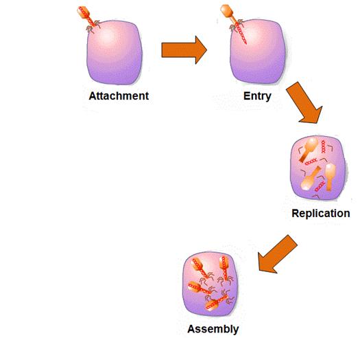 Some viruses enter the lytic cycle, consisting of: Replication of DNA and
