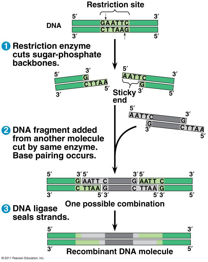 Restriction Enzymescut DNA molecules at specific locations.