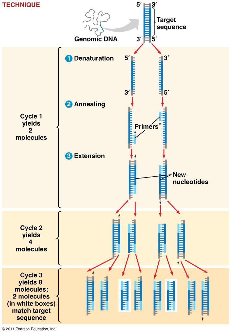 Polymerase Chain Reaction (PCR)- DNA is