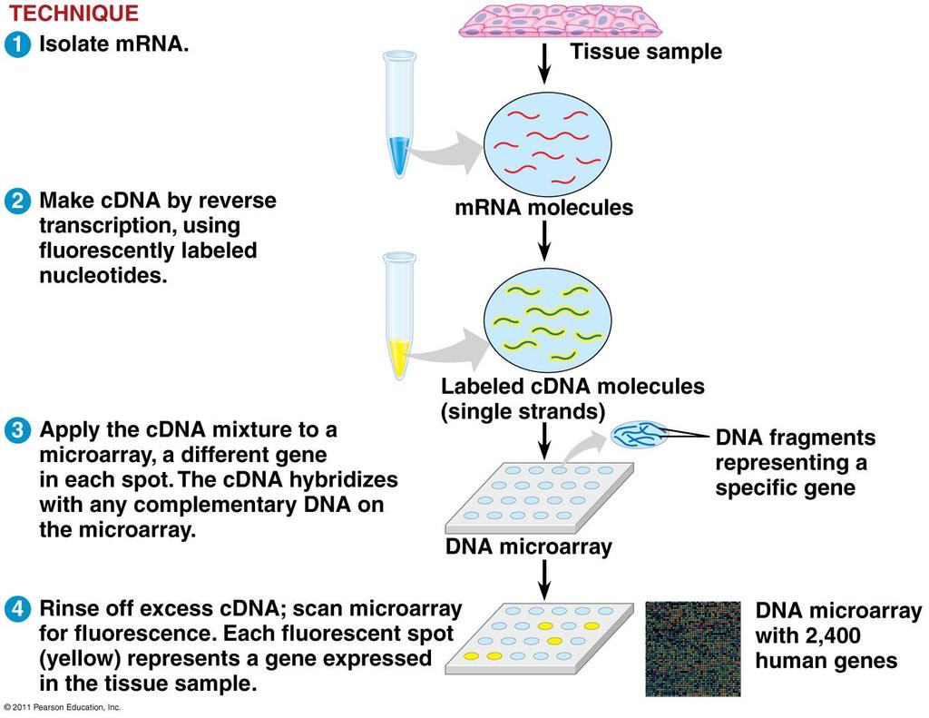 DNA Microarray Assays- detects