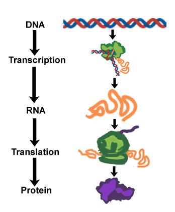 The Central Dogma 1) A simplified model.