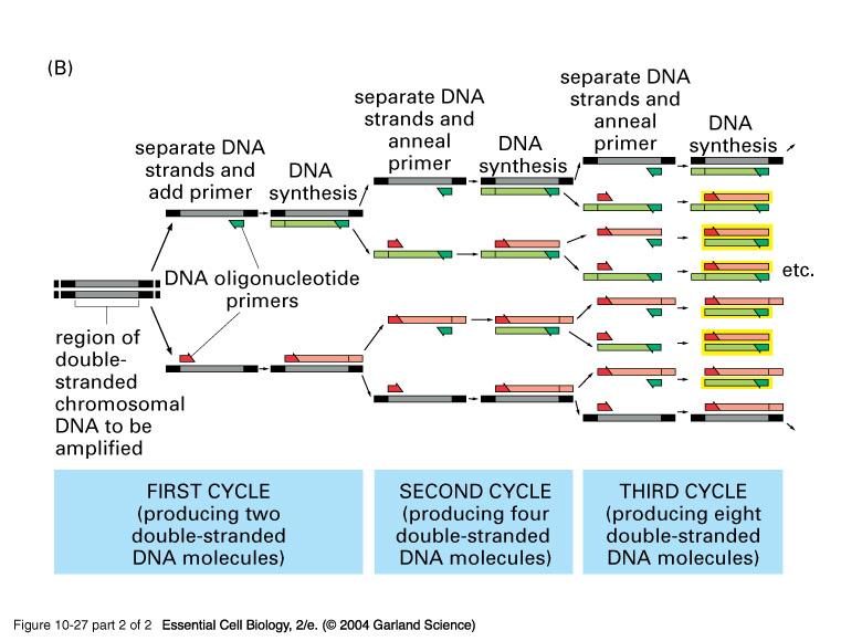PCR Revisited: