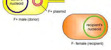 Transmission of genetic variation: F+ conjugation F+ Conjugation- Genetic recombination in which there is a transfer of a large (95kb) plasmid F+ plasmid (coding only for a sex pilus) but not