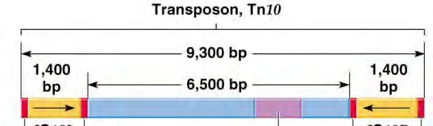 Transmission of genetic variation: conjugative transposition Composite transposons (Tn): Carry genes (e.g., a gene for antibiotic resistance) flanked on both sides by IS elements. Tn10 is 9.