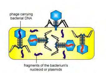 manufacture bacteriophage components and enzymes 3.