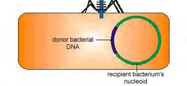 7. The donor bacterium's DNA is exchanged for