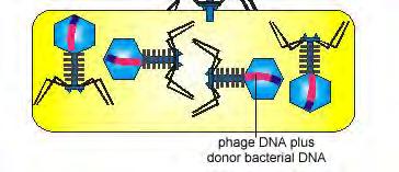 As the bacteriophage replicates, the segment of bacterial DNA replicates as