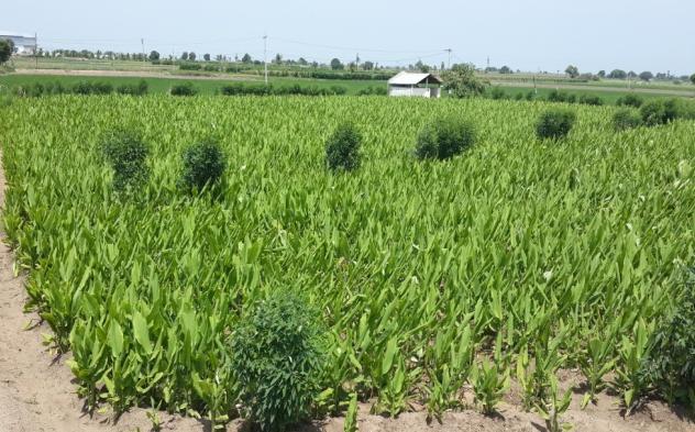 Nizamabad Crop Scenario Ankapur Anksapur Stunted Growth Stunted Growth The crops were only 1.5-2 feet tall as against the normal height of 2-2.
