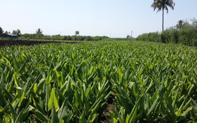 The acreage in almost all the major turmeric growing districts - YSR Kadapa, Guntur, Krishna, Kurnool, and