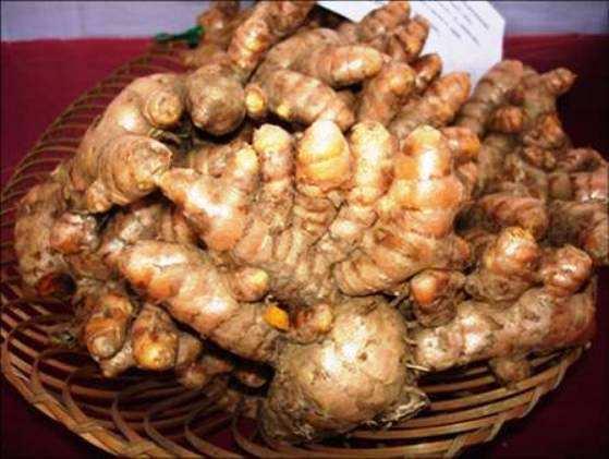 Fig.7& 8: Fresh harvested turmeric rhizomes and seed turmeric Conclusion Turmeric is an important spices commodity. It is a high value and export-oriented crop.