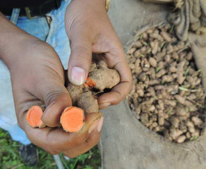 Recent increase in demand in the world market had created a good scope for turmeric cultivation in Sikkim.