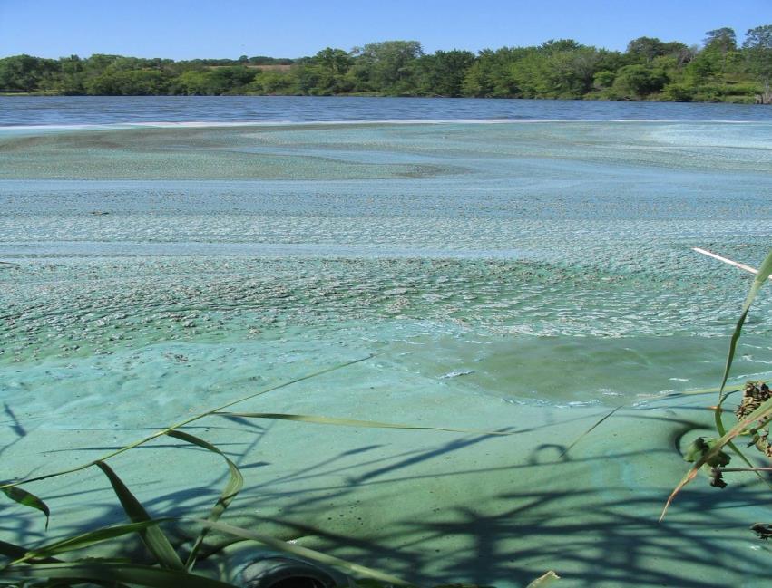 Harmful Algal Blooms Colonies of cyanobacteria