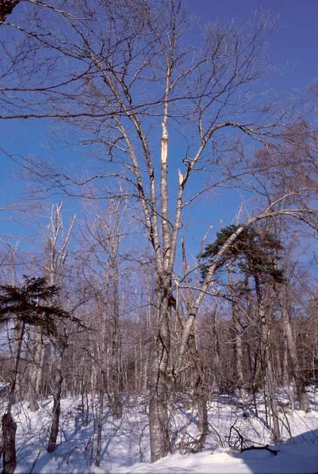 Tree Response Following the 1998 Ice Storm- Walter Shortle, Northern Research Station, Forest Service Nearly 25 million acres of forest from northwestern New York and southern Quebec to the