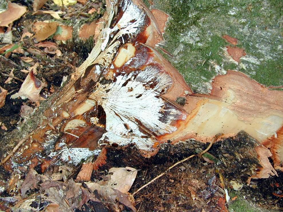 The few yellow birch that died and all the paper birch that died were all found to have advanced root-rot disease.
