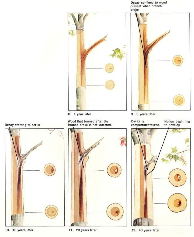 Wound-initiated discoloration and decay is a slow process in healthy trees with good growth rates.