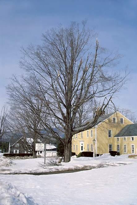 Branches of large mature trees may have breakage similar to small poles, but only a small fraction of the crown is lost and trees will survive without serious problems.