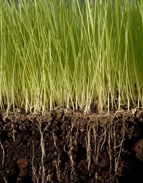 Soil Protection The soil consists of several layers that differ in texture, structure, consistency, color, chemical, biological and physical characteristics These characteristics are affected by