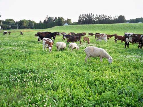 Multi-Species Grazing Multi-species grazing is flexible and can be done either simultaneously by putting all of the animals in the paddock together at once (called mob grazing ) or in a
