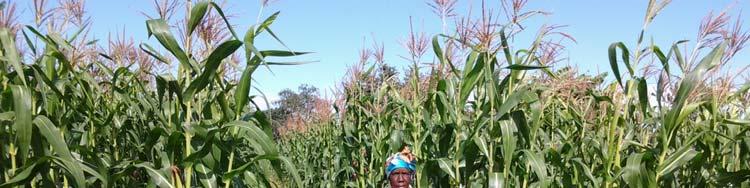 categories, all farmers demanded improved maize seeds.