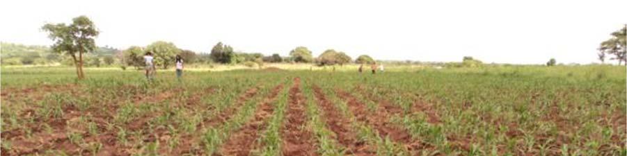 Maize Field with Basal Fertilizer (NPK) Intercropped with Pigeon Peas in Malema District, Nampula (2009-10, AIMS Phase II) We further inquired of the dealers regarding the