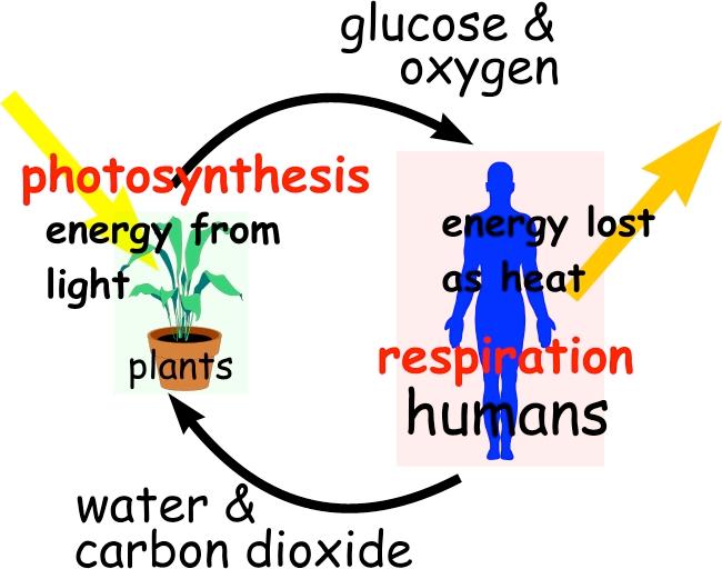 Lesson 2.4 Biogeochemical Cycles The Carbon Cycle Carbon dioxide and oxygen move through ecosystems in a path called the carbon dioxide - oxygen cycle.