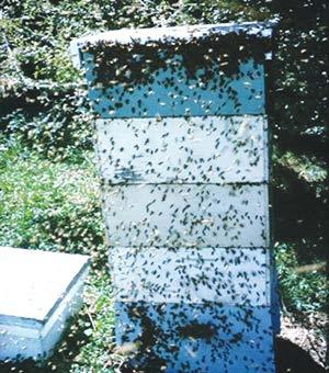 If You Cannot Open Feed, Use a Different Method, But Be sure your equipment is in good repair, with no cracks. Reduce entrances of weaker colonies. Always feed ALL HIVES in the yard.